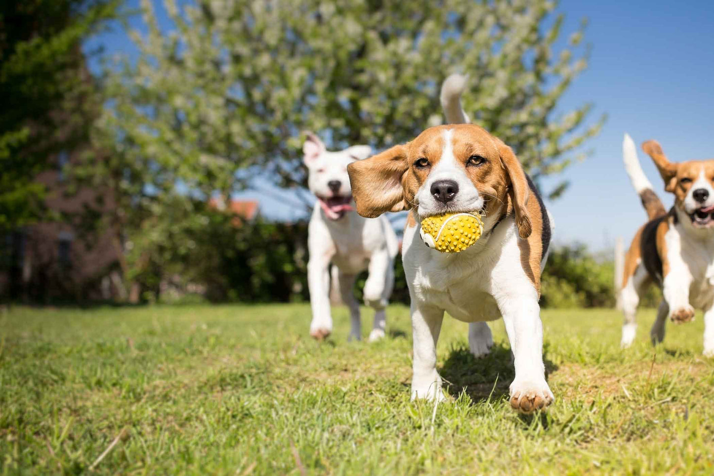 Outdoor and Environmental Enrichment