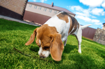 Outdoor and Environmental Enrichment